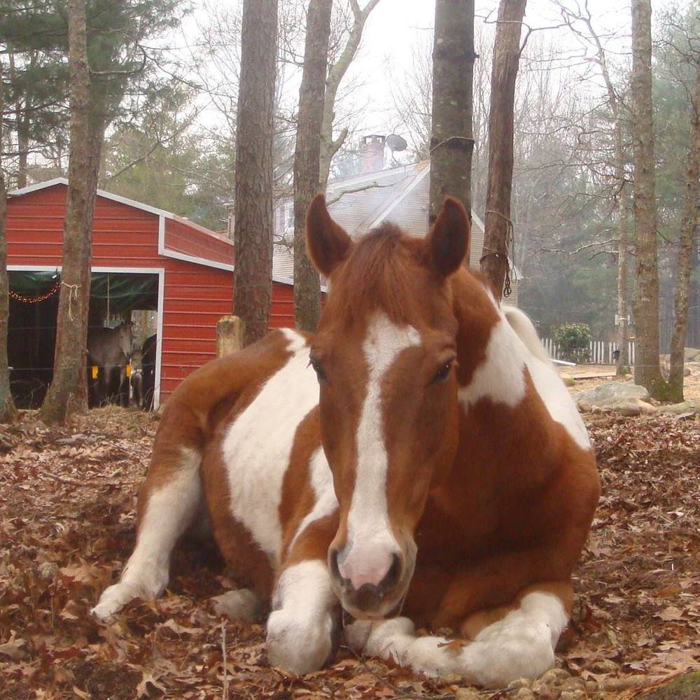 Meet your Posher, Rhonda